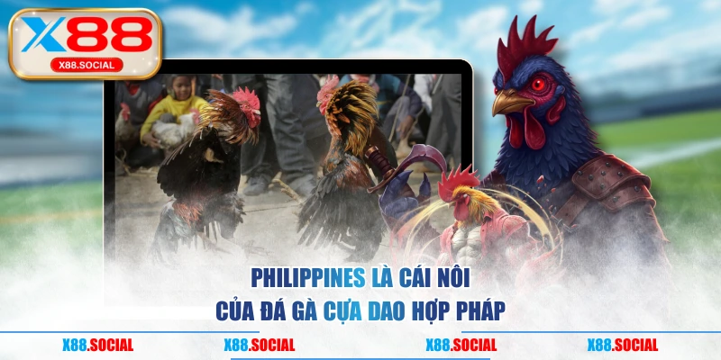 Philippines là cái nôi của đá gà cựa dao hợp pháp